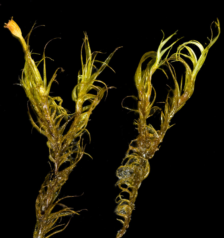 Arctoa fulvella